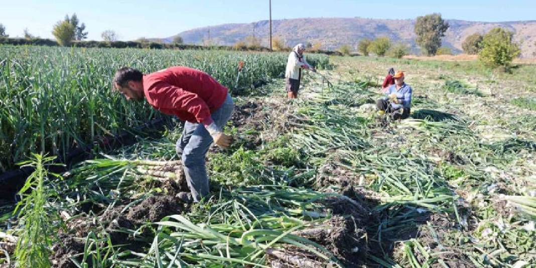 Tarlalarda hasat mesaisi başladı! Dönümde 5-6 ton rekolte: Kilosu 25 TL’den tarladan çıkıyor 3
